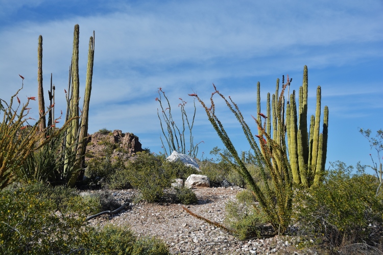 Senita Basin